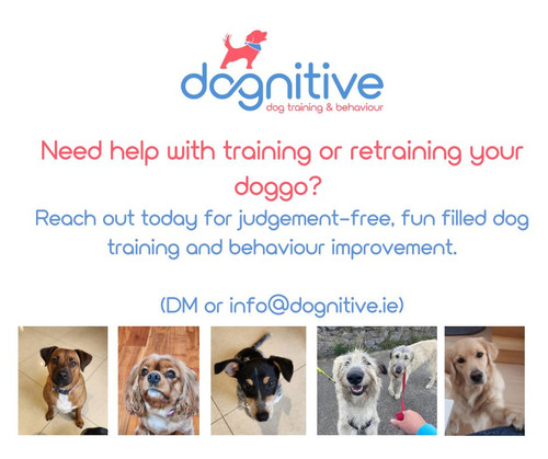 Dog Behaviour Training Dublin.jpg