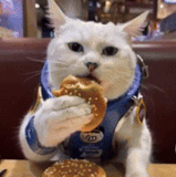 ezgif 7 25ed74d97c.gif