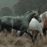 FC10510B 7E4F 4BCF 841B 272526D21C35.gif