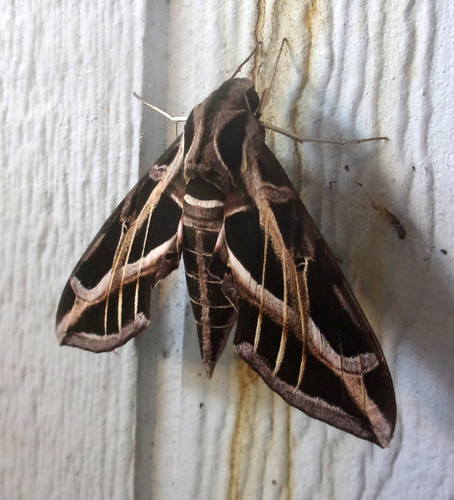 KODAK Digital Still Camera.jpg