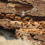 termites2401