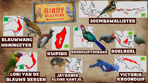 Birdy Bush (Textuurversie).png