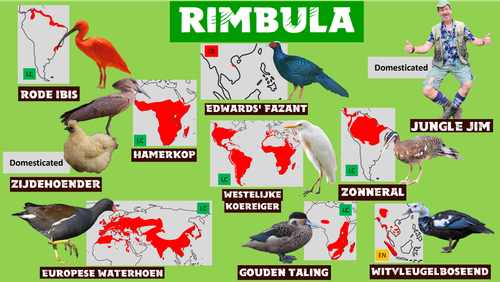 Rimbula grondvogels.png