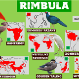 Rimbula grondvogels