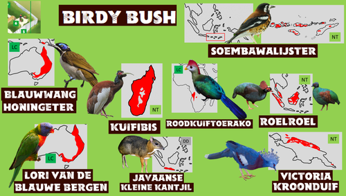 Birdy Bush.png