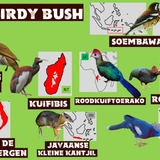 Birdy Bush