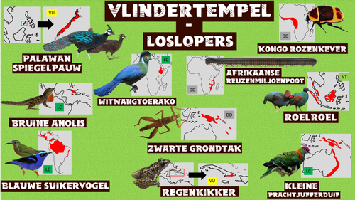 Vlindertempel Loslopers.png