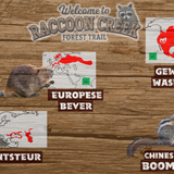 Raccoon creek (Textuurversie)