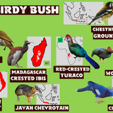Wildlands Birdy Bush