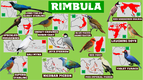 Wildlands Rimbula Birds.png