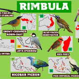 Wildlands Rimbula Birds