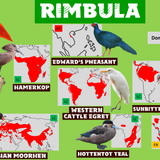 Wildlands Rimbula ground birds