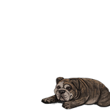 1000006068