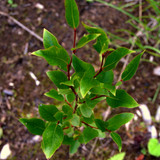 DSC 0005