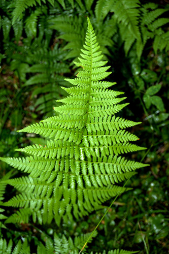 DSC 0037.jpg