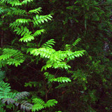 DSC 0050