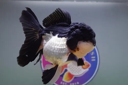 Ranchu Goldfish for Sale.jpg