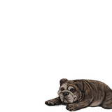 1000006099