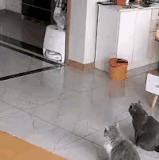 老两口子陪傻儿子玩.gif