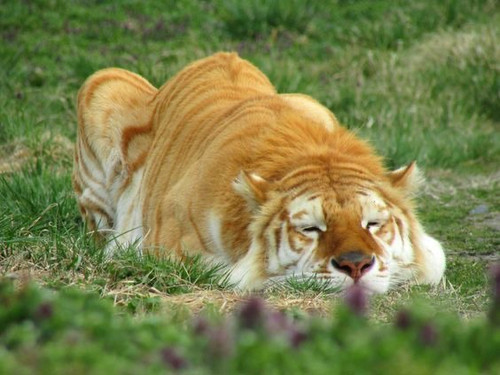 Golden tiger.jpg