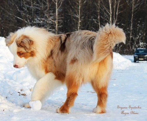Australian Shepherd ♡.jpg