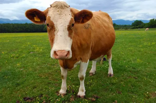 cow.webp