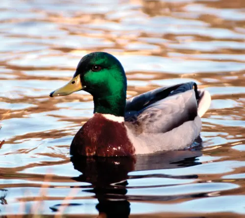 duck.webp