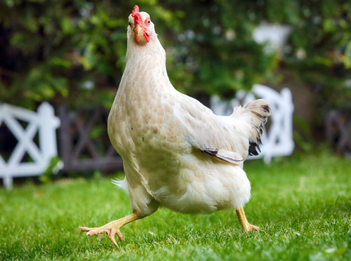 chicken.jpg