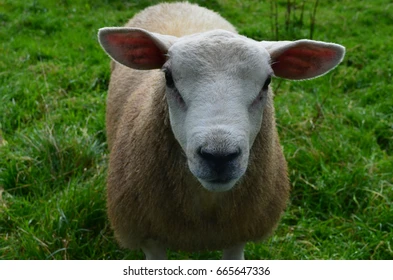 sheep.webp