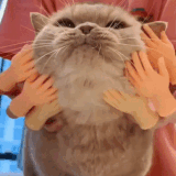 1000040190.gif