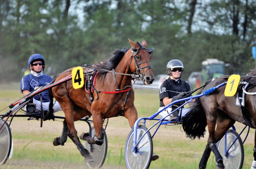 harness racing syndications in brisbane.jpg