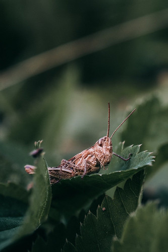 grasshopper 8203319 1280.1