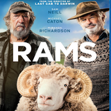 rams.png