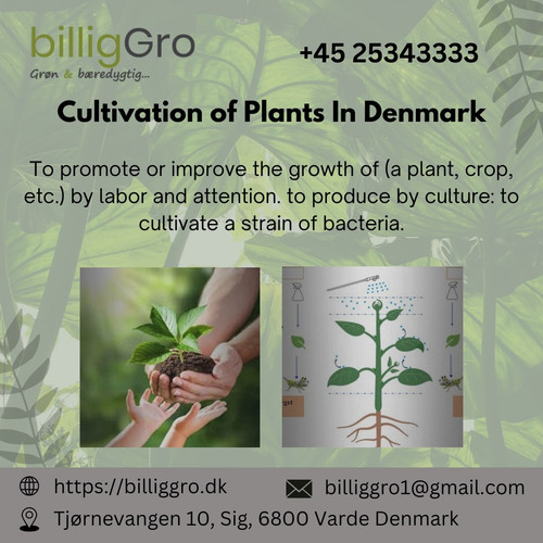 Cultivation plant image.jpg
