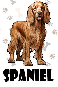 Spaniel.jpg