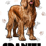 Spaniel