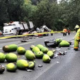 Avacado6