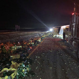 Avacado8