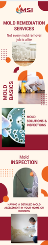 Professional Mold Remediation Solutions Services.png