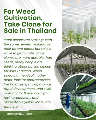 Plant clones are saplings with the same genetic makeup as their parent plants but take a while to germinate. Since clones are more durable than seeds, many people are thinking about buying clones for sale Thailand. When selecting the ideal mother plant, look for characteristics like bold zests, strong aromas, rapid development, and swift maturity for flowering, high resin production, and respectable yields. More info tap here: gardenofzen.org