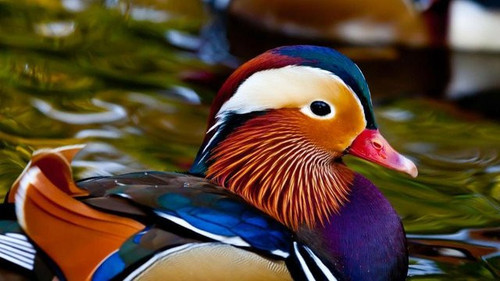 nice birdy.jpg