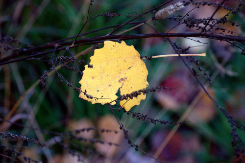 DSC 0135.jpg