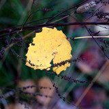 DSC 0135