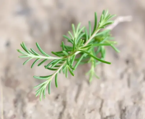 Fresh rosemary sprig