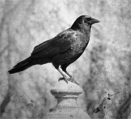 scena troopers corvo 1900.jpg