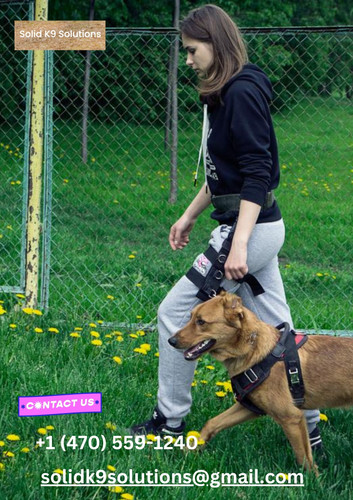 Top Puppy Obedience & Service Dog Training in Atlanta.jpg