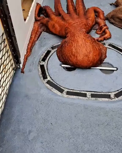 CVHSXqowFhYVSEwq.jpg