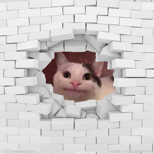 catto.png