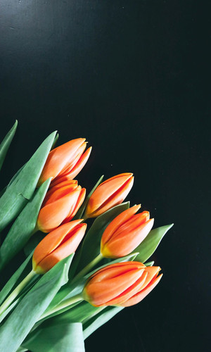  fhdflowers423.jpg