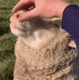sheep cute.gif
